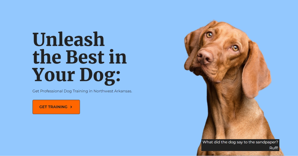 Boarding Questionnaire StrayDogs Training