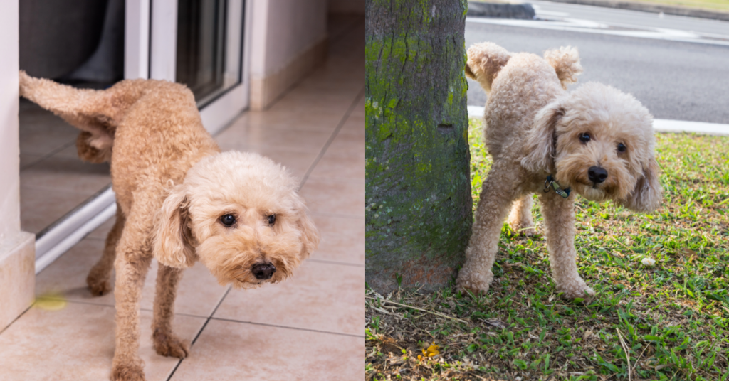 Understanding Marking Behavior in Neutered Male Dogs StrayDogs Training