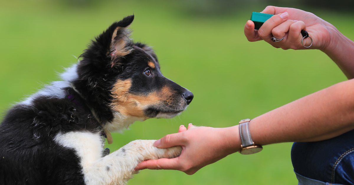 A close-up of a dog trainer using a clicker to train a young black and white dog outdoors. The trainer is holding the dog’s paw, emphasizing trust and engagement in the training process.