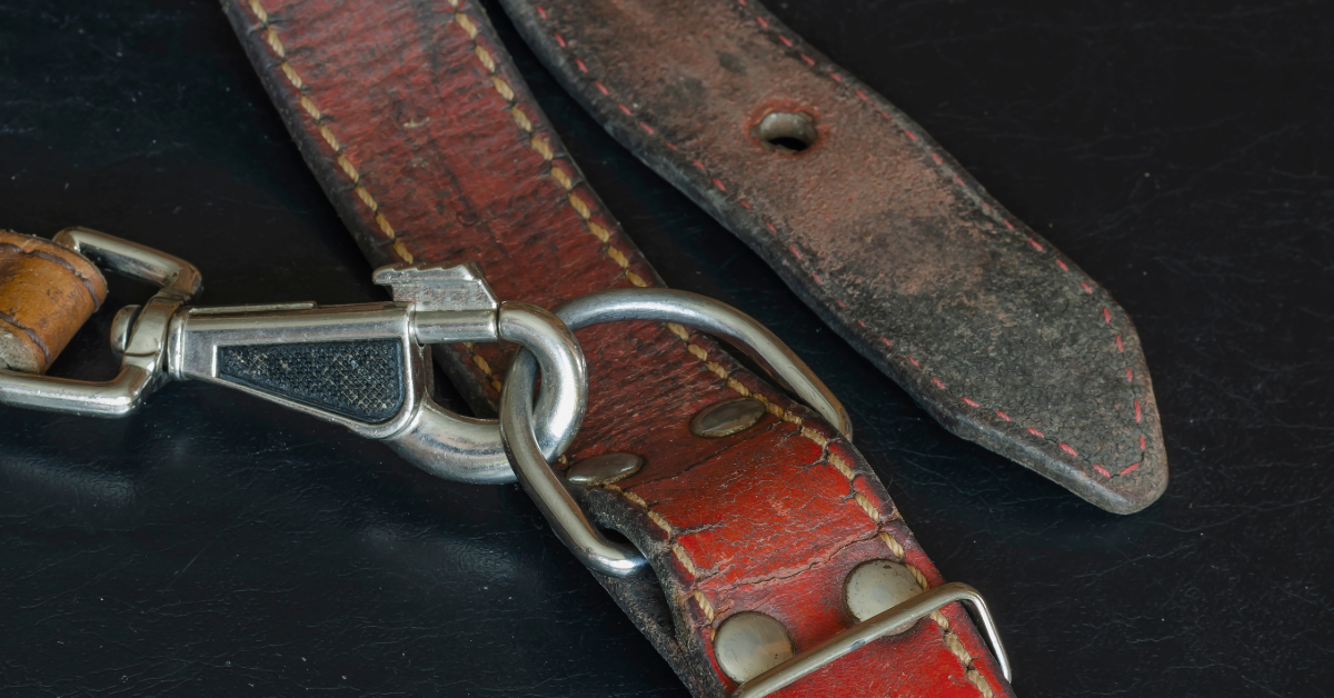 Close-up of a frayed and worn leather dog collar with a rusty clip, emphasizing the importance of refreshing dog training gear for safety and effectiveness.