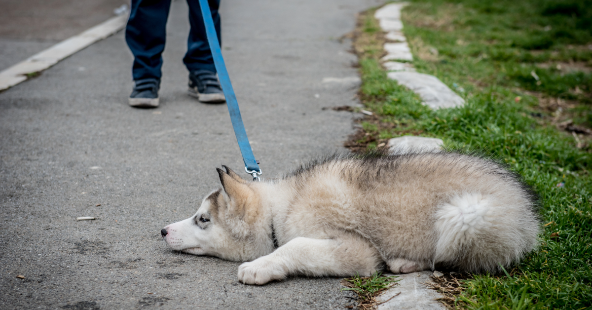 A young husky puppy lying down and refusing to walk on a leash, illustrating how dogs often appear stubborn when they are actually confused or unsure.