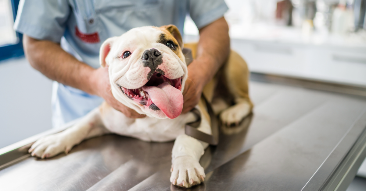 English Bulldog lying on a veterinary exam table, looking happy with tongue out while being gently held by a veterinarian.