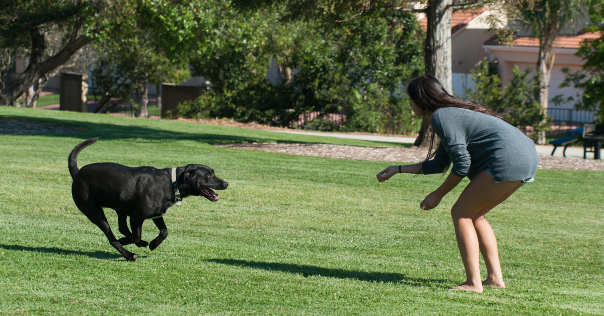 A woman crouched on a grassy field calling a happy black dog running toward her during recall training in a park.