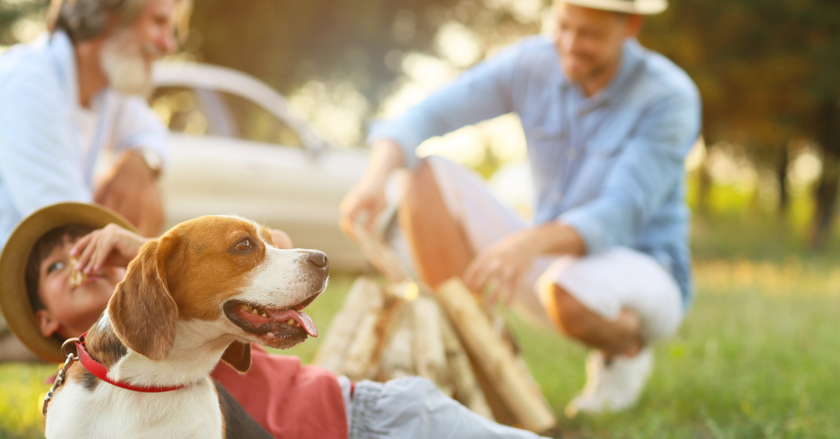 A calm beagle wearing a red collar sits peacefully with a relaxed family in the background, enjoying time together outdoors on a sunny day.