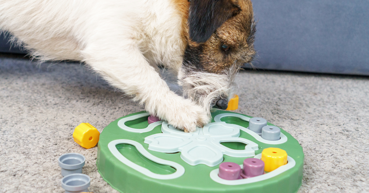 A small brown and white dog plays with a green puzzle toy on a carpet, using its paw to move pieces and search for hidden treats.