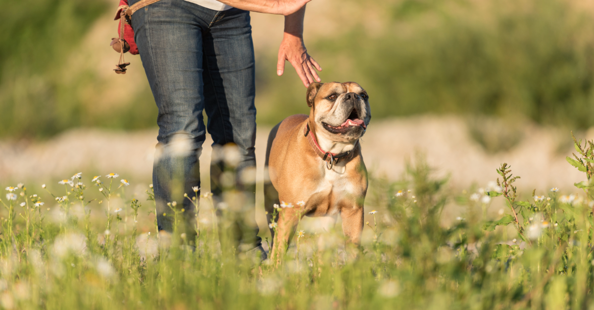 A brown and white bulldog wearing a red collar stands attentively next to a person giving a hand cue in a grassy field with wildflowers.